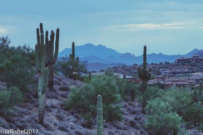 Cactus plants on desert against sky