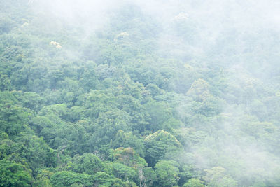 High angle view of trees in forest