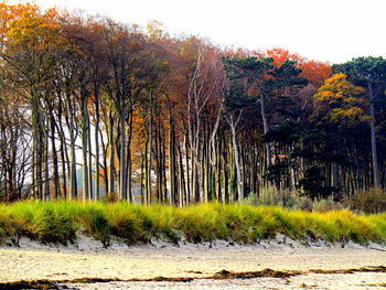 Trees in forest during autumn