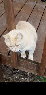 Close-up of cat on wood