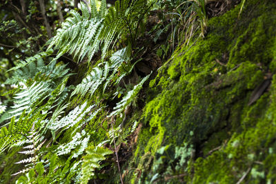 Close-up of lizard on rock in forest