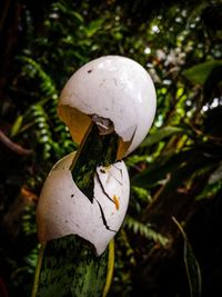 Close-up of lizard on tree