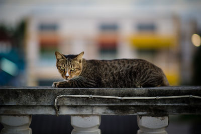 Portrait of a cat sitting on railing