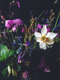 Close-up of purple flowering plants