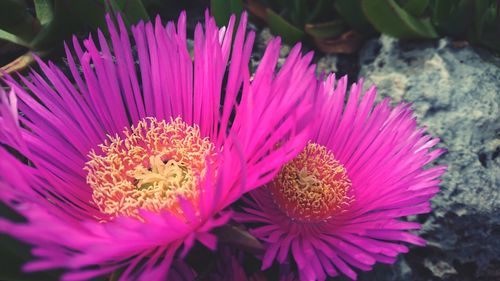 Close-up of pink flowers blooming outdoors