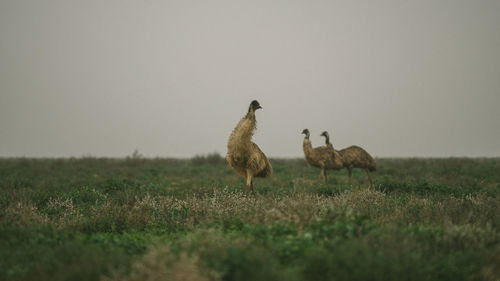 Wild emu family on an open field