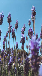 Close-up of purple flowering plants on field against blue sky