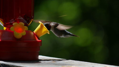 Close-up of bird flying over red feeder