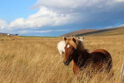 Horses on grassy field