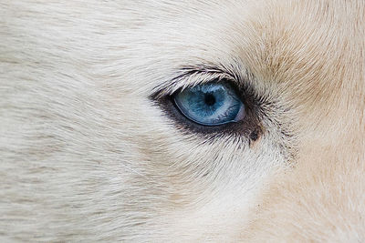 Close-up of dog eye