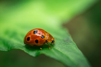 Close-up of ladybug on leaf