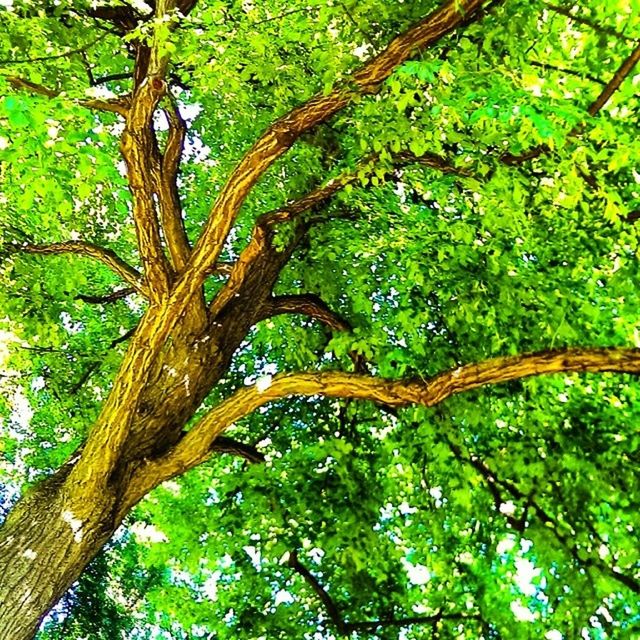 tree, branch, low angle view, tree trunk, growth, green color, nature, tranquility, forest, beauty in nature, lush foliage, no people, day, outdoors, green, woodland, scenics, tranquil scene, tree canopy, backgrounds