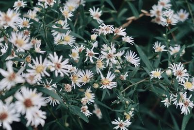 Close-up of white flowering plants