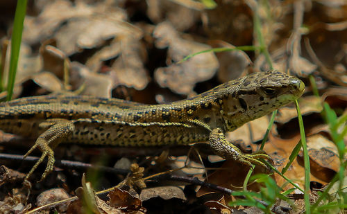 Close-up of a lizard on land