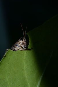 Close-up of insect on leaf