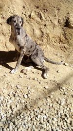 Dog on beach