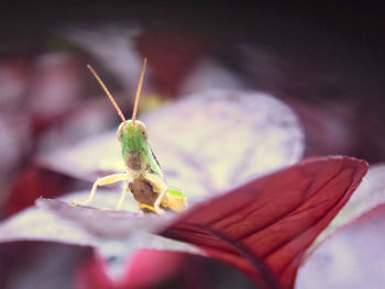 Close-up of insect