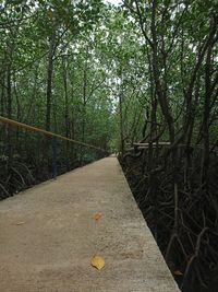 Trees growing in park