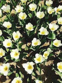 Close-up of flowers blooming outdoors