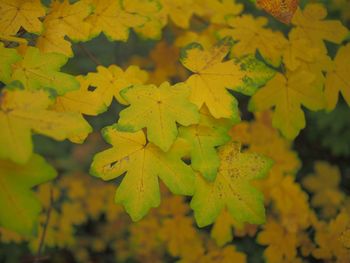 Close-up of yellow maple leaves during autumn