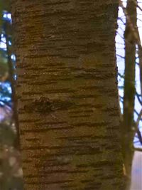 Close-up of tree trunk in forest