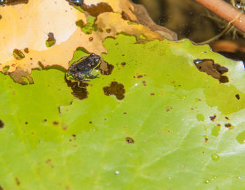 Close-up of frog on leaves