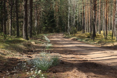View of pine trees in forest