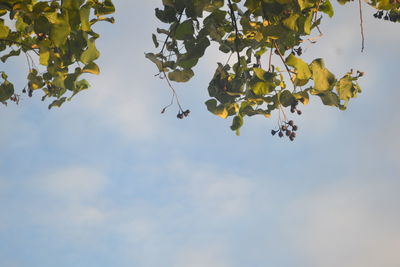 Low angle view of a tree