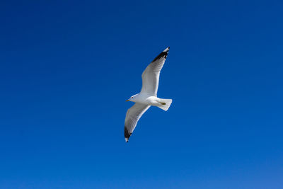 Low angle view of seagull flying against clear blue sky