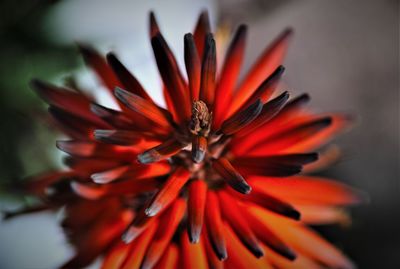 Close-up of orange flower against blurred background