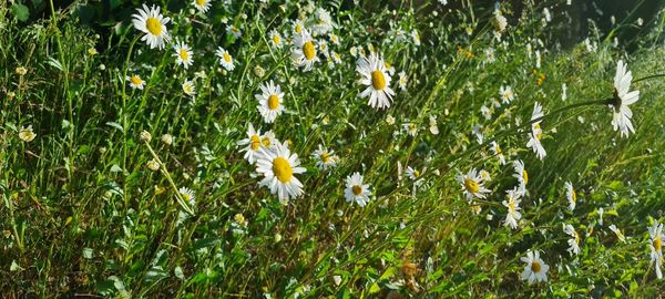 Flowers growing on field