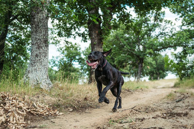 Dog standing on field in forest