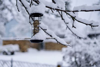 Snow covered plants against trees