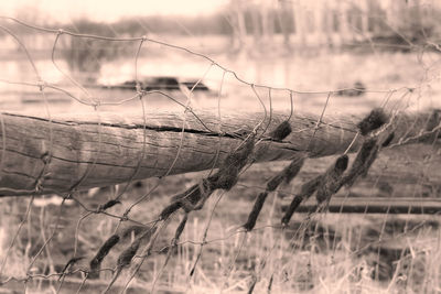 Plant growing in the background