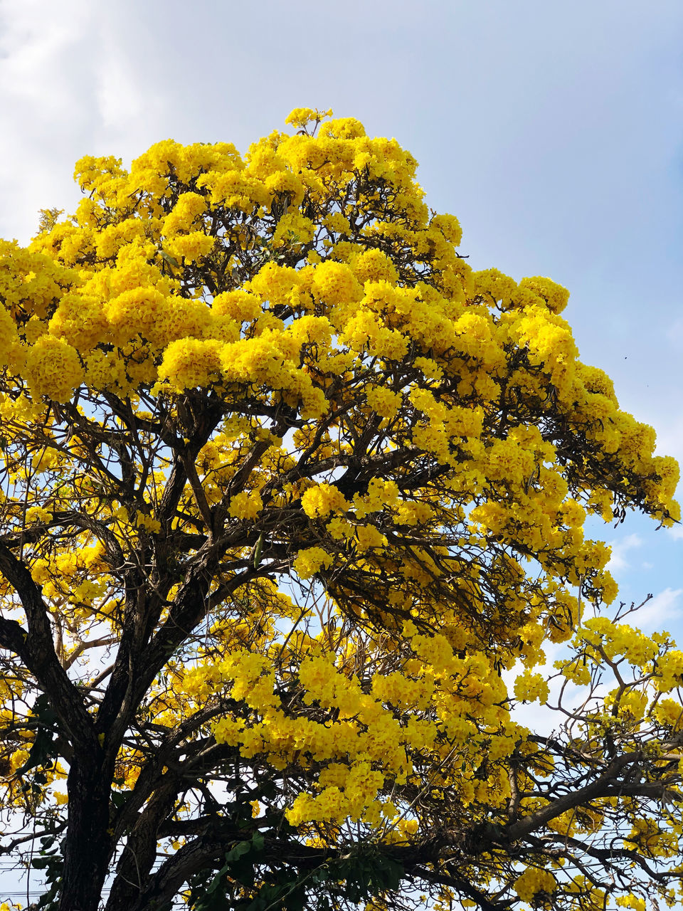 LOW ANGLE VIEW OF FLOWERING PLANT AGAINST SKY