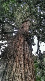 Low angle view of trees in forest