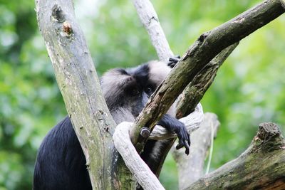 Close-up of monkey sitting on tree trunk