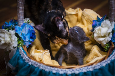 Close-up of cat with kitten in basket