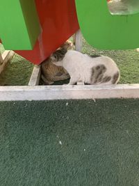 Cat sleeping on floor