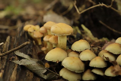 Many sulfur tuft toad stools growing on an old piece of wood in the forest in the autumn