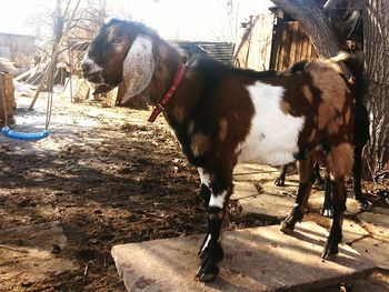 Dog standing on ground