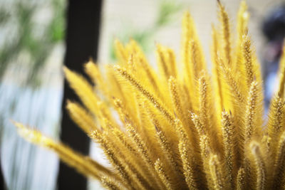 Close-up of yellow flowering plant