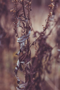 Close-up of dead plant on field