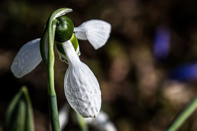 Close-up of white flowering plant