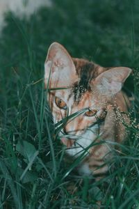 Close-up of a cat on field