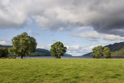 Trees on field against sky