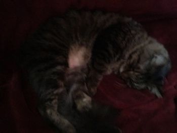 Close-up of cat sleeping