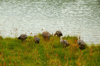 View of birds in lake