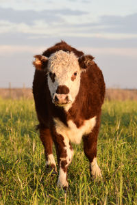 Close-up of goat standing on grassy field