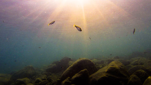 Birds swimming in sea
